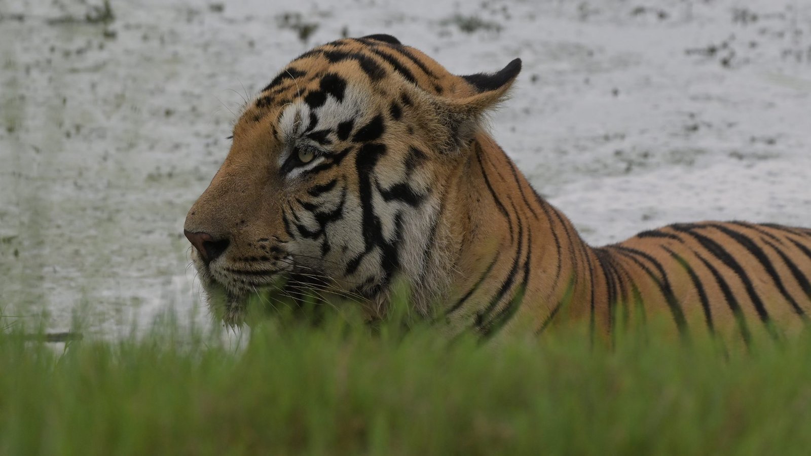 Moharli Core & Buffer Safari — Land of Canopies & the Backwaters of Irai