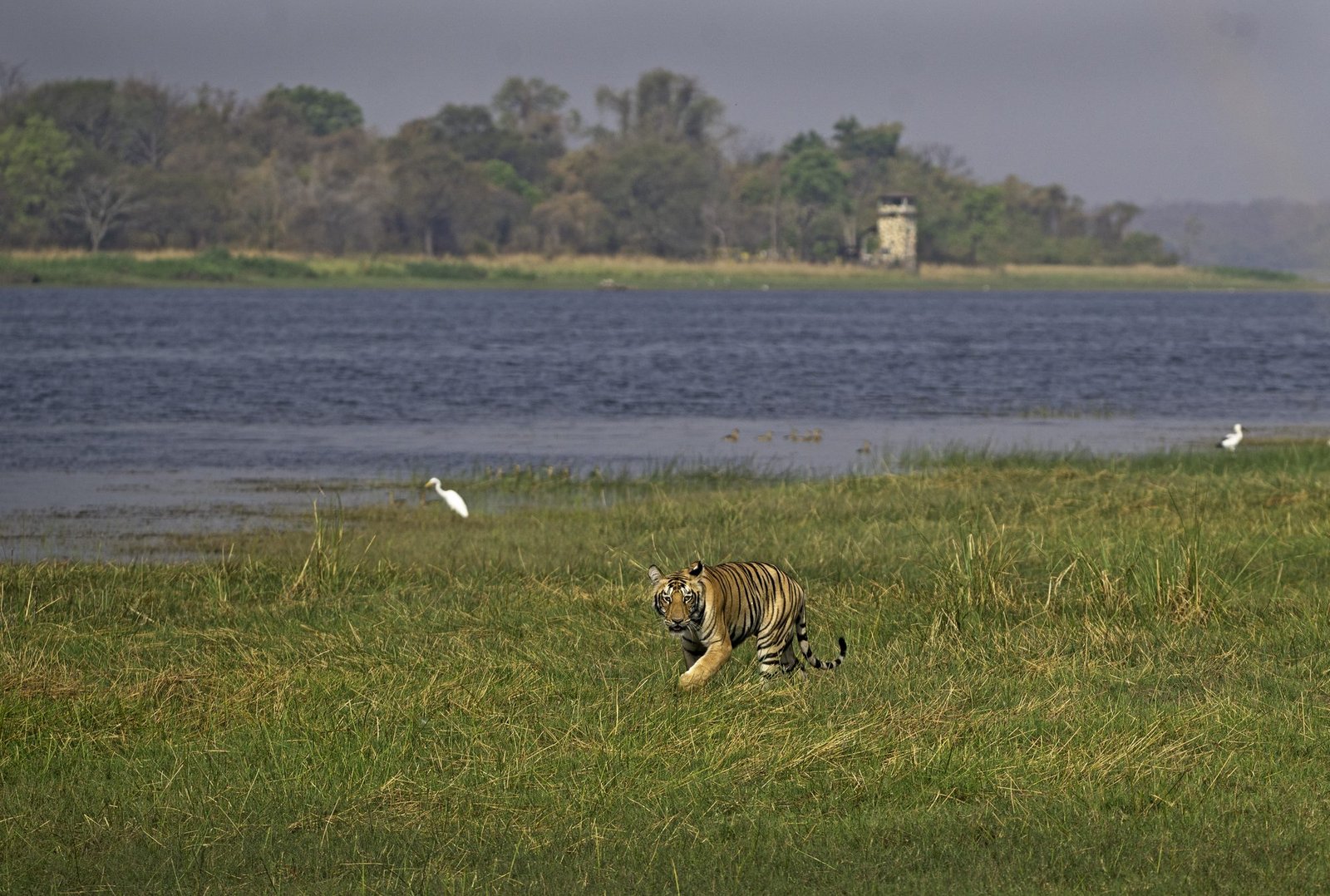 The Wild Backwaters of Moharli