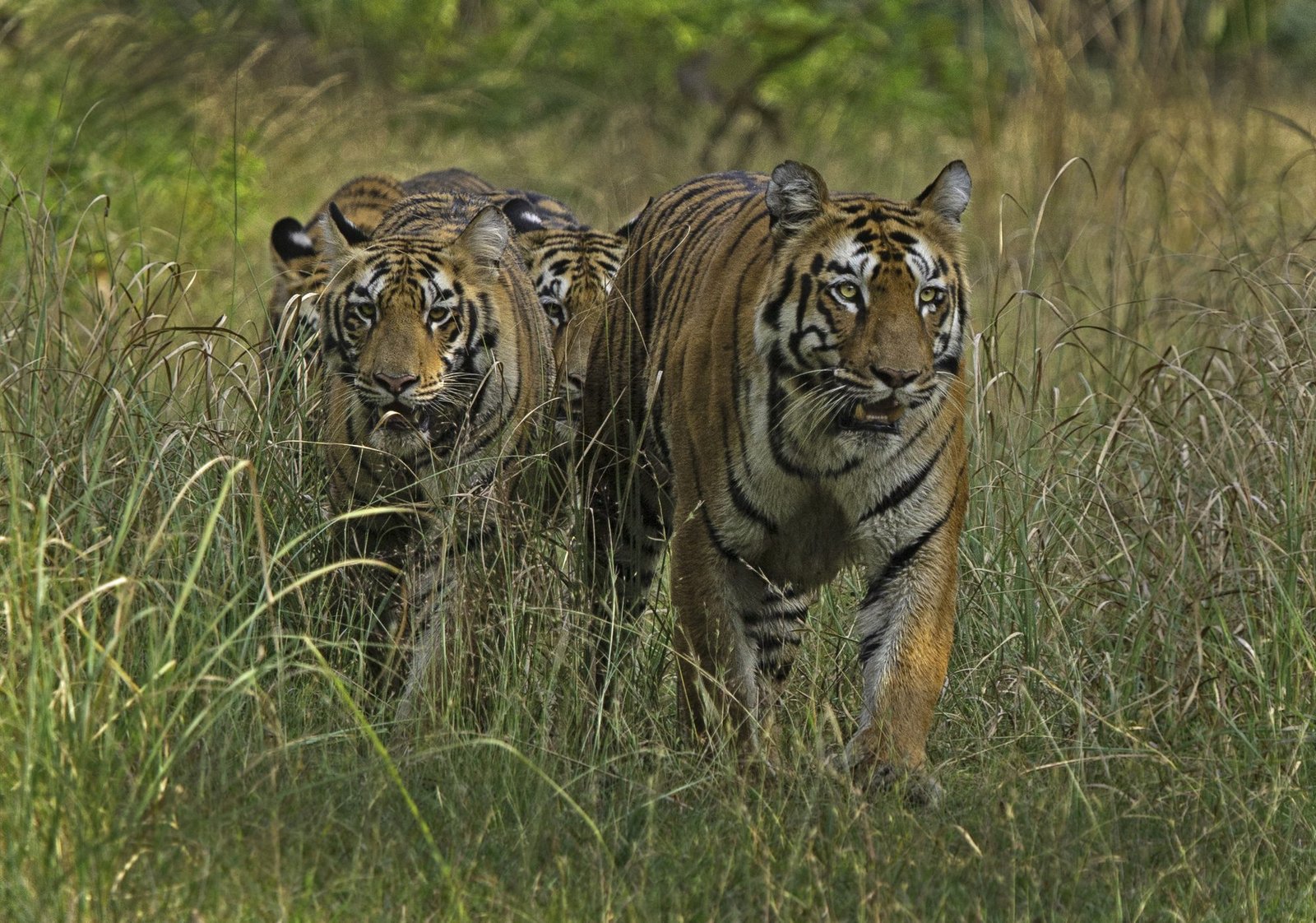 The Leisure Tour of Moharli Core
