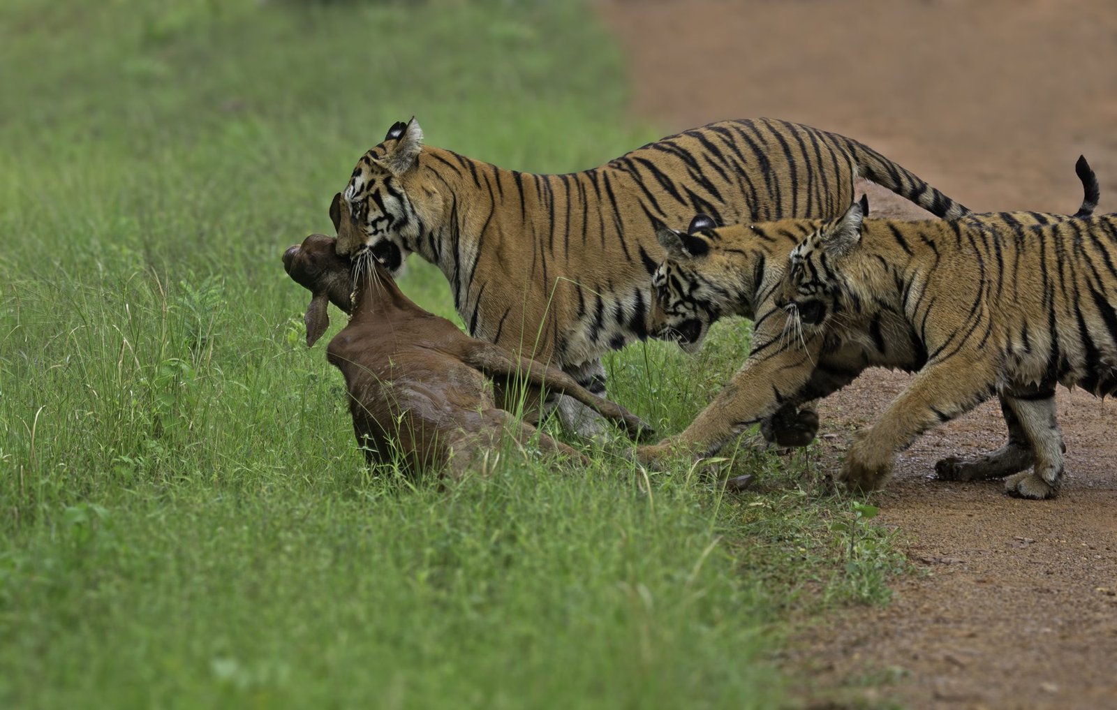Tadoba Moharli Range — Land of Bamboo Canopies & the Mesmerising Teliya Lake