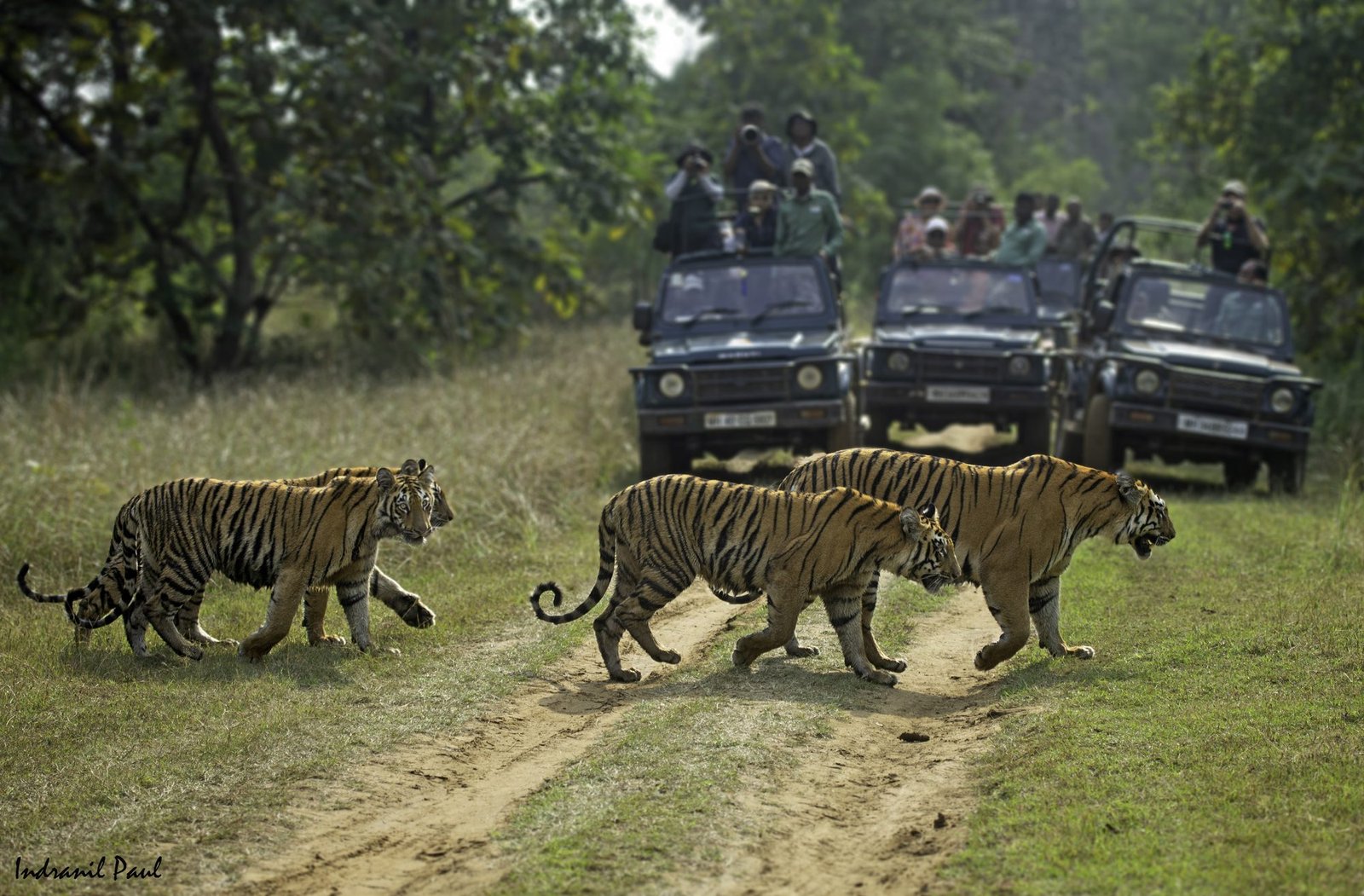 Tadoba Moharli Range — Land of Bamboo Canopies & the Mesmerising Teliya Lake