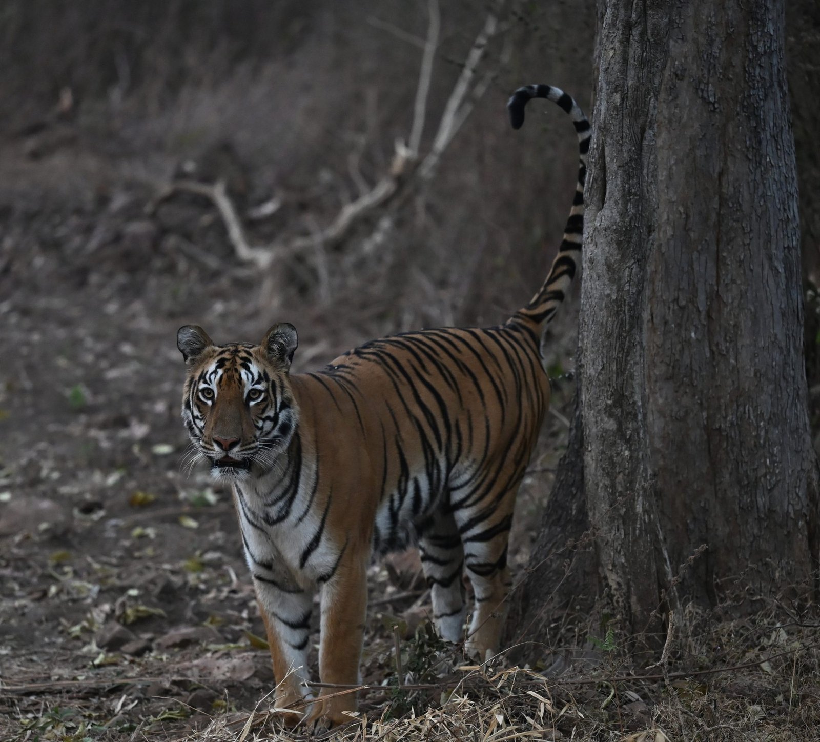 Kolsa & Ballarshah Territorial — The Wild Link