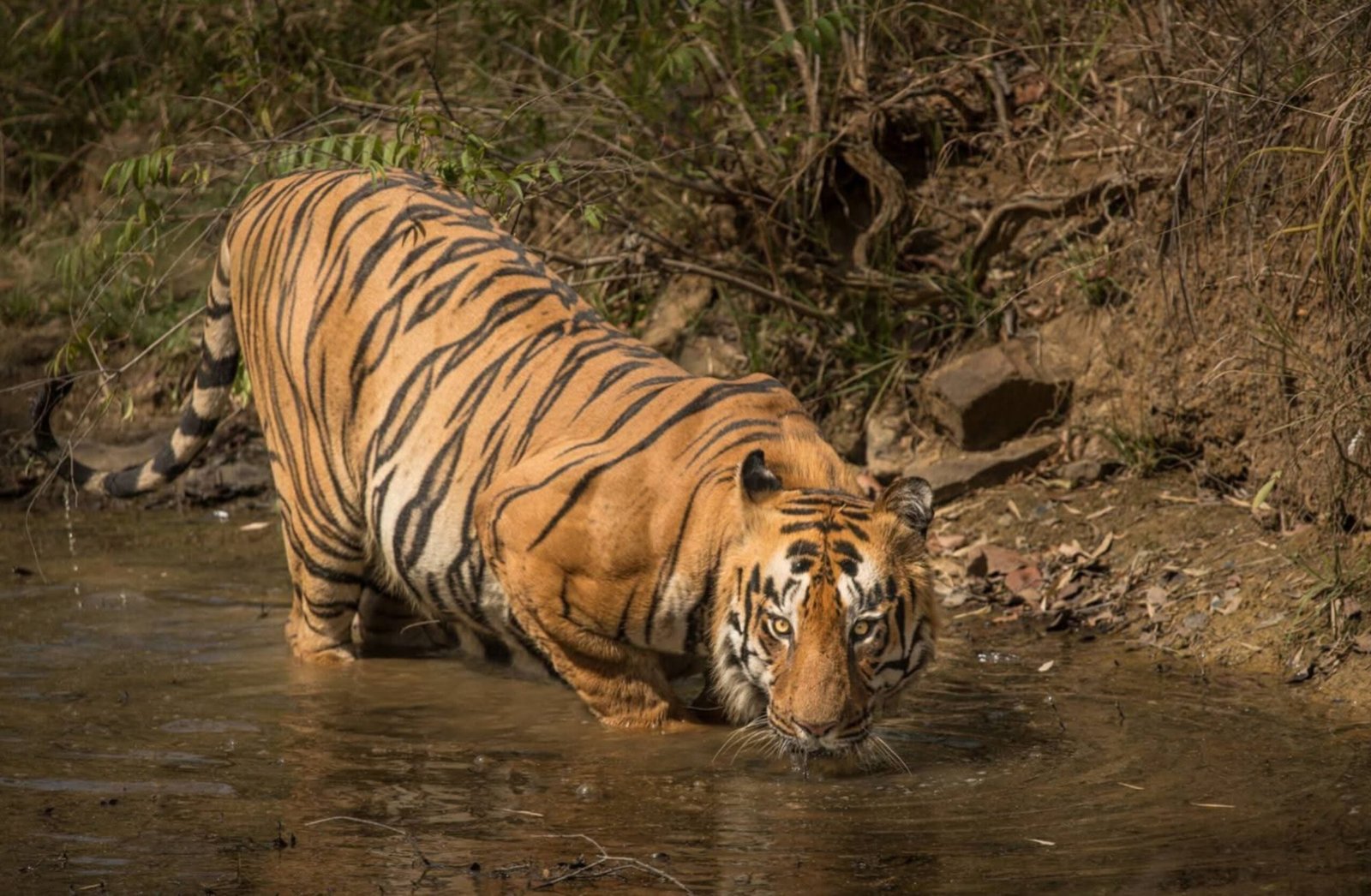 Moharli Core & Buffer Safari — Land of Canopies & the Backwaters of Irai