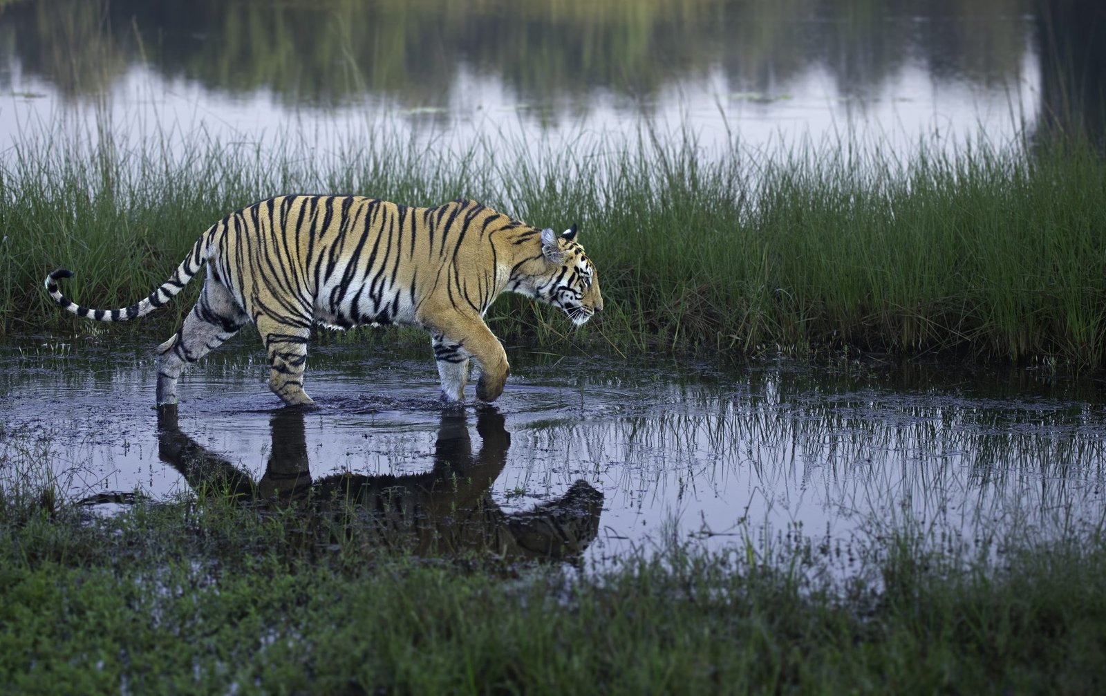 Tadoba Kolara Range — Land of Lakes