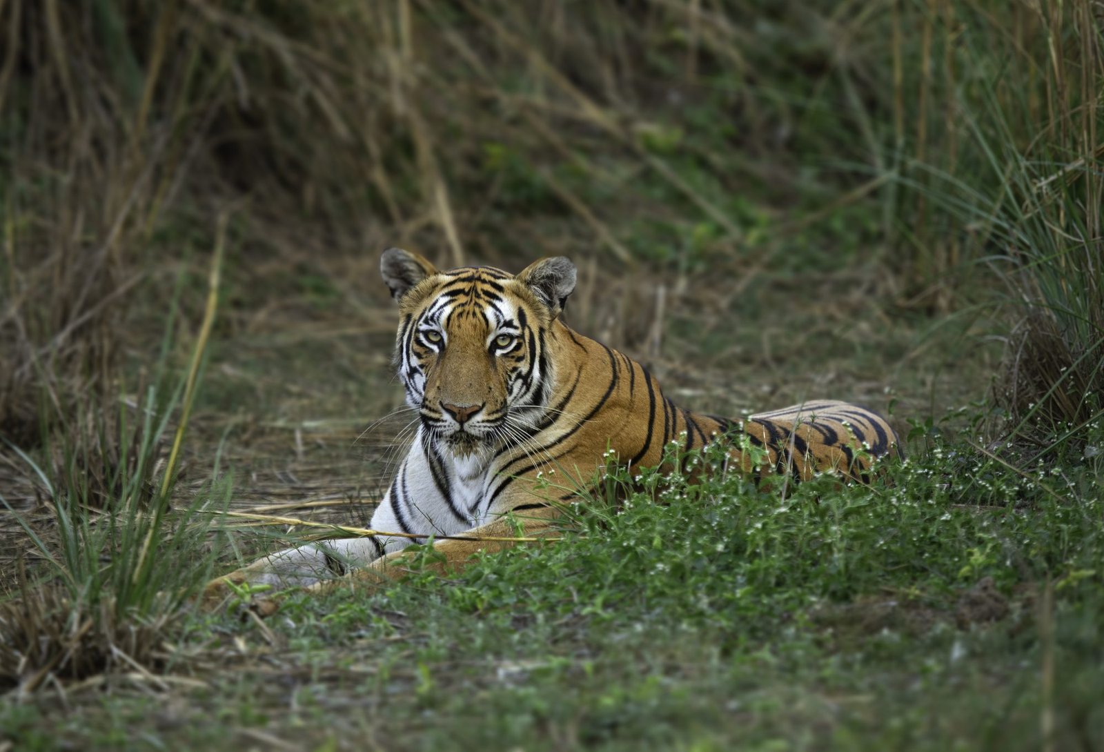 Kolara Core & Buffer Safari — The Finest Blend of Tadoba