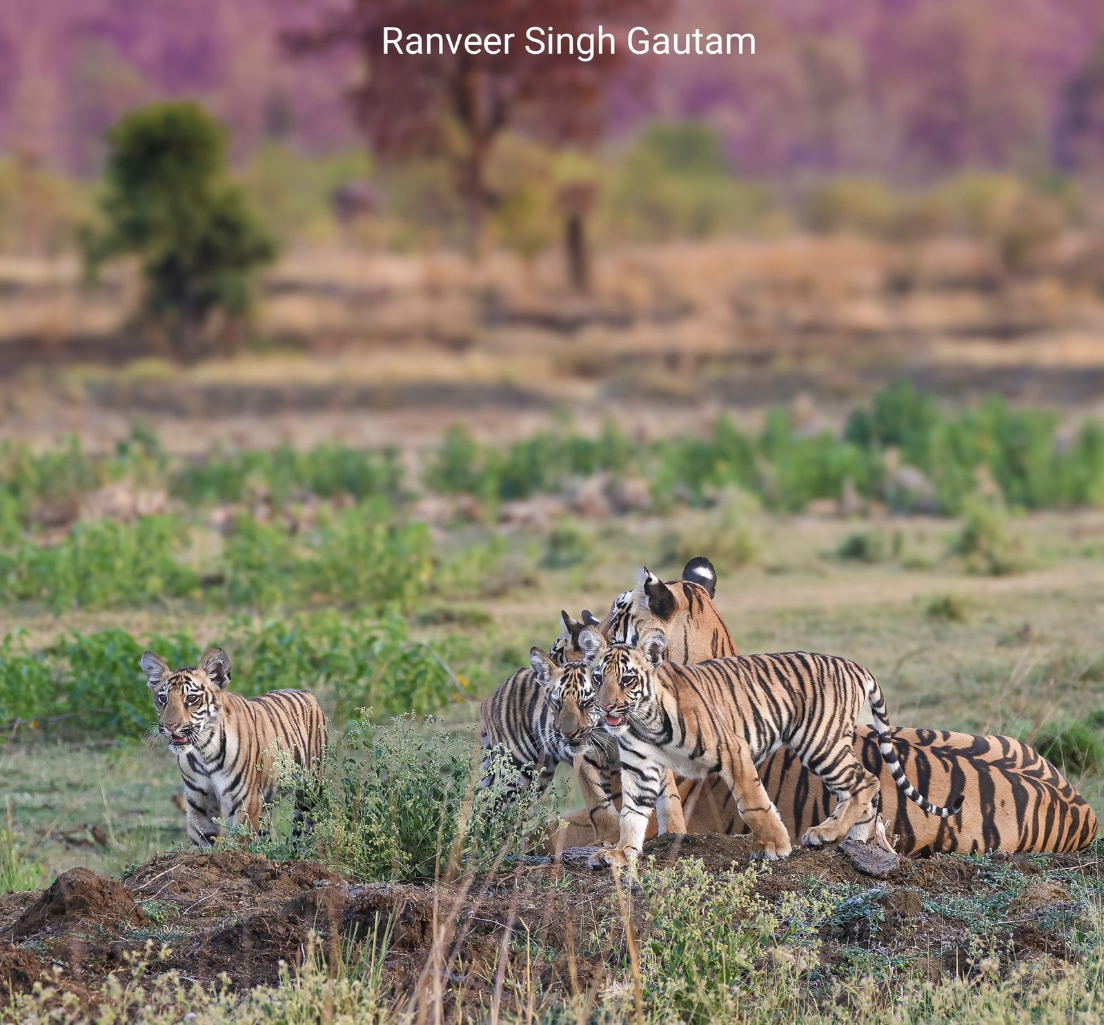 Kolara Buffer Photography Tour — Land of Tiny Cubs