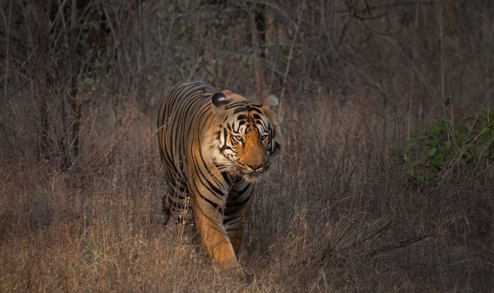 Kolara & the Territorial — Deadly Combo of the Mighty Beasts