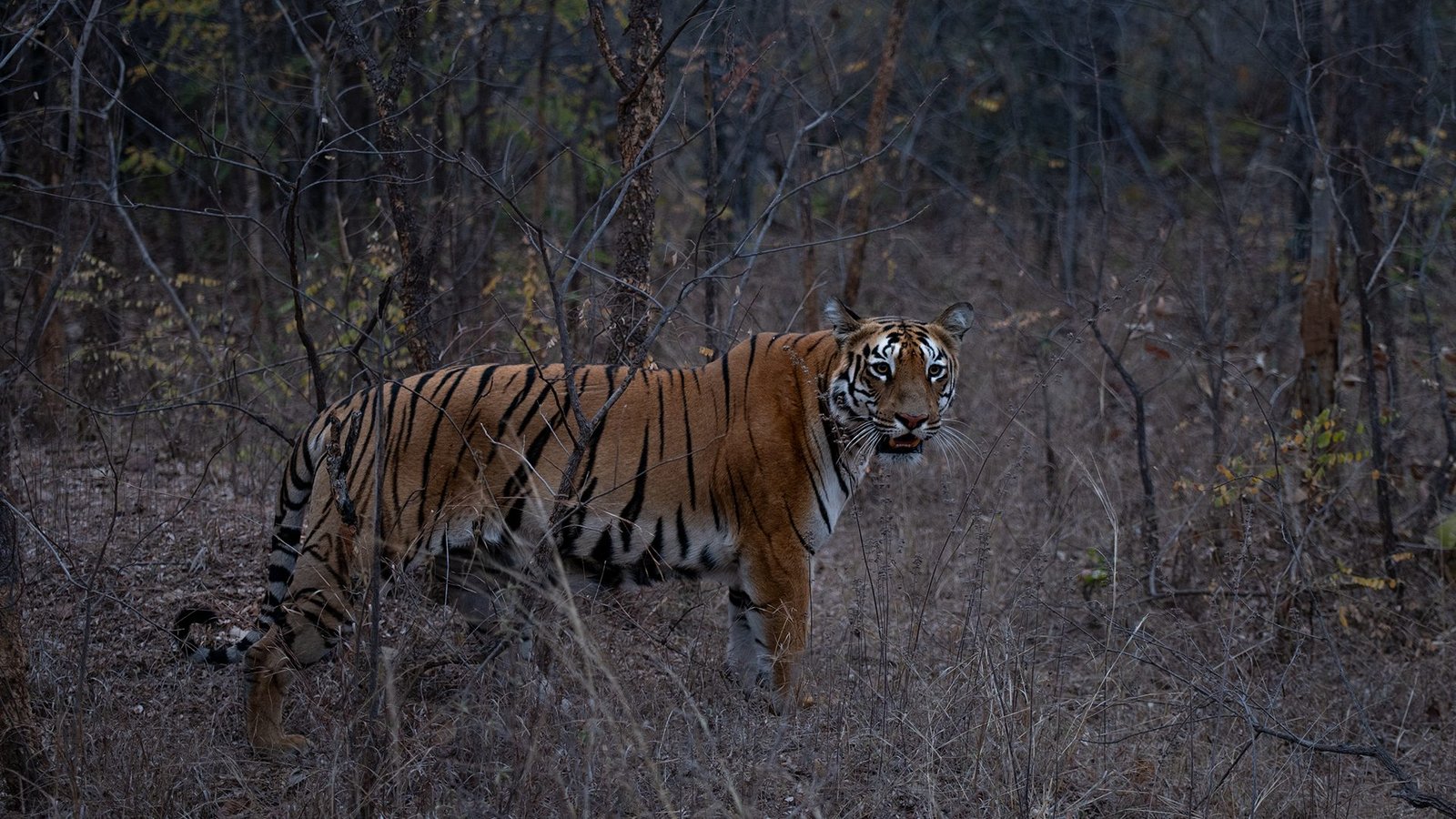 Kolsa Core & Buffer Safari — The Hidden Side of Tadoba — view 9