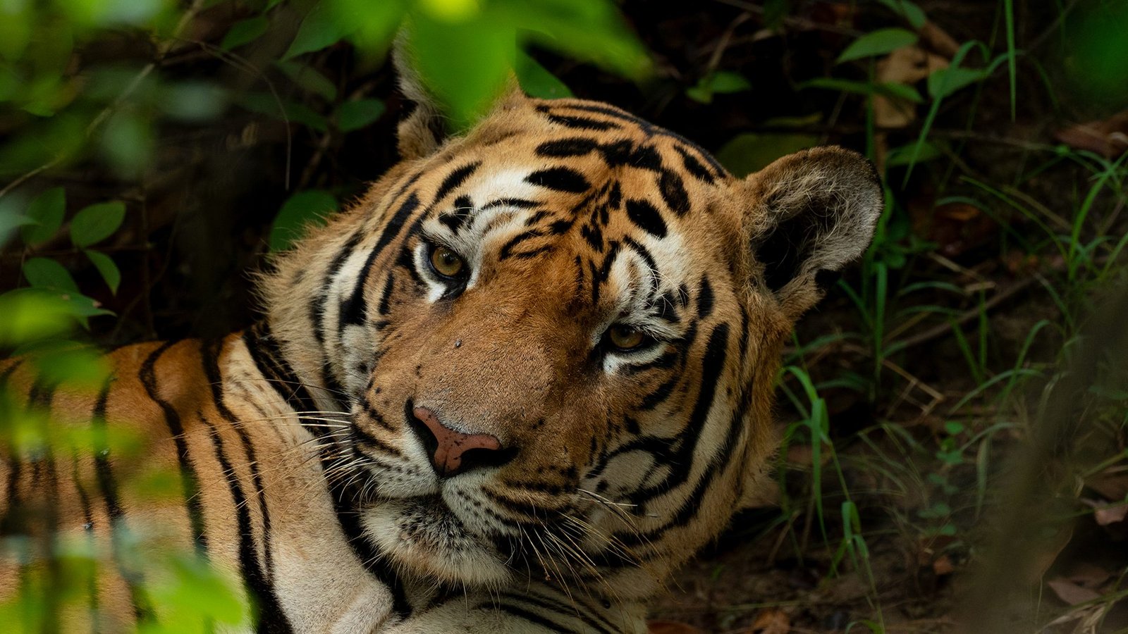 Kolsa Core & Buffer Safari — The Hidden Side of Tadoba — view 10