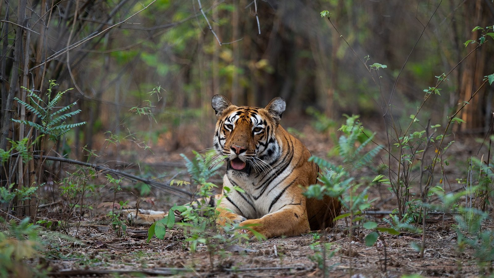 Kolsa Core & Buffer Safari — The Hidden Side of Tadoba — view 11