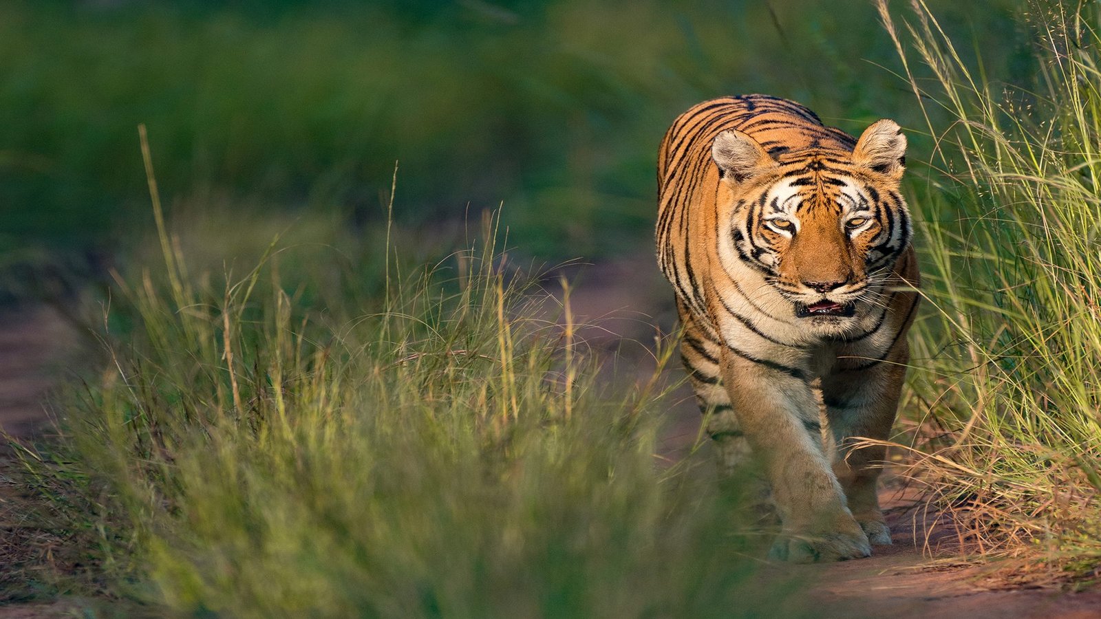 Kolsa Core & Buffer Safari — The Hidden Side of Tadoba — view 8