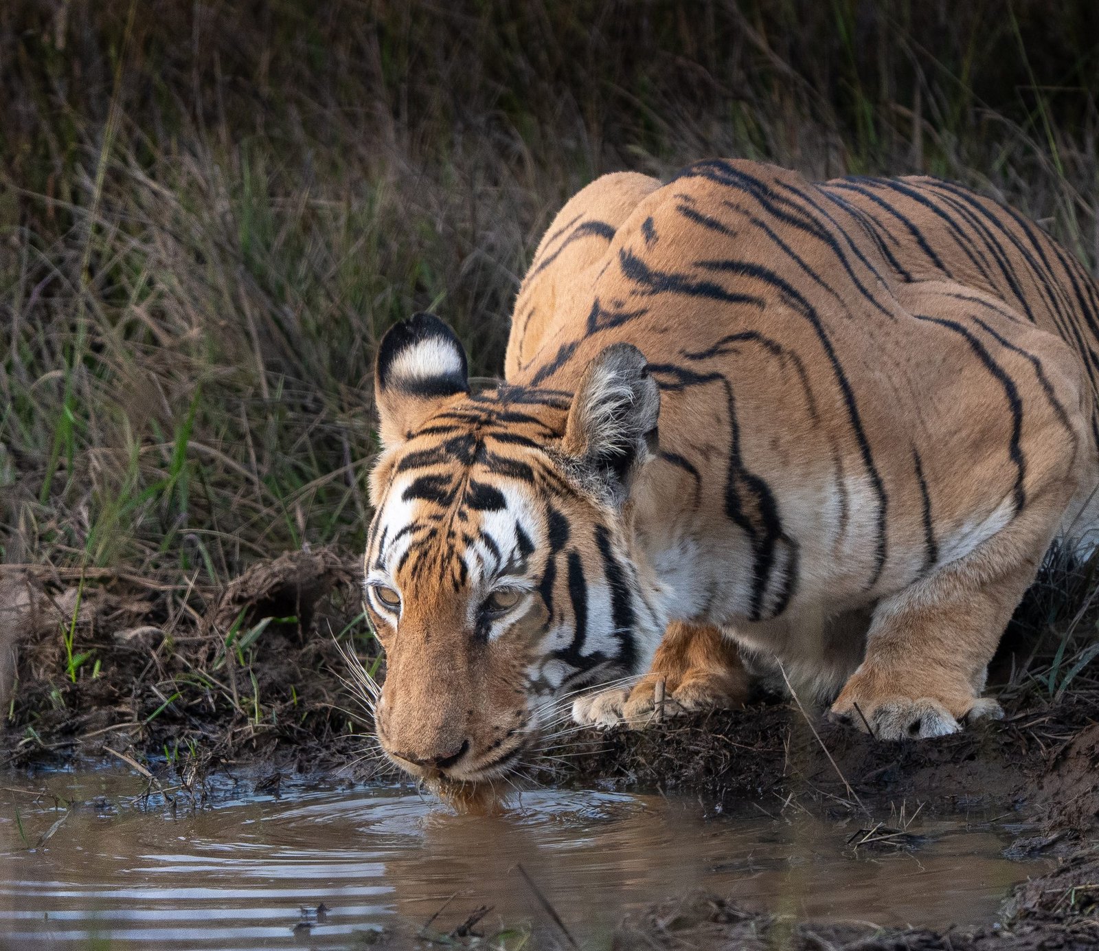 Kolsa Core & Buffer Safari — The Hidden Side of Tadoba — view 2