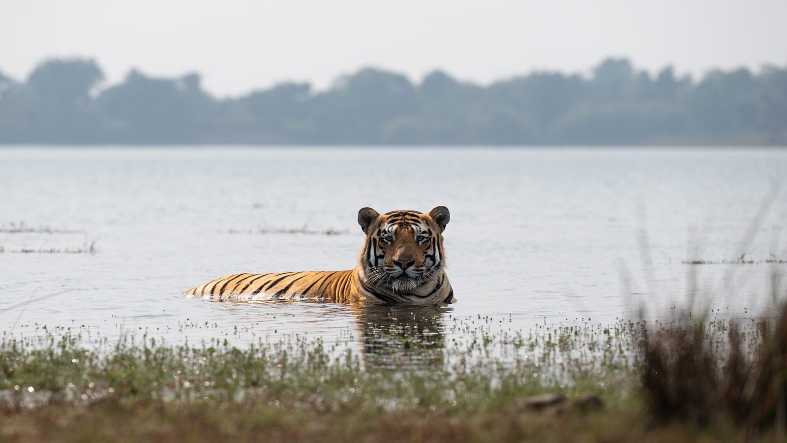 Bengal tiger at Tadoba-Andhari Tiger Reserve