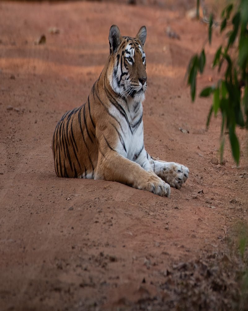 Navegaon Core & Buffer Safari — view 1