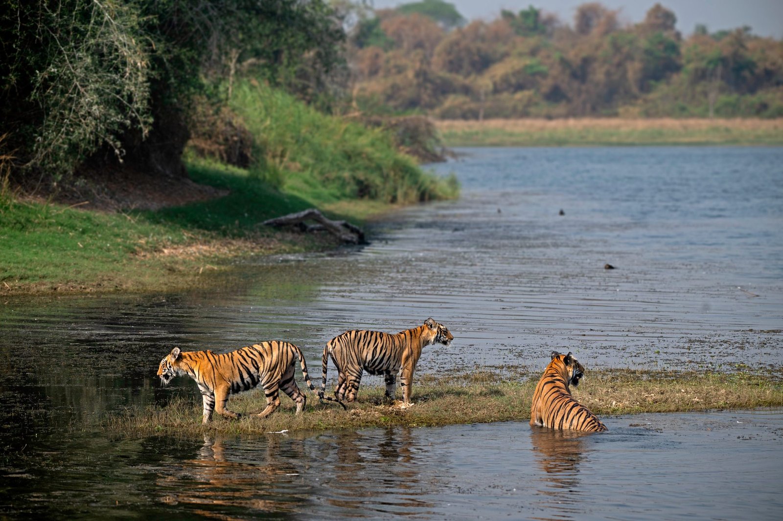 Moharli Zone