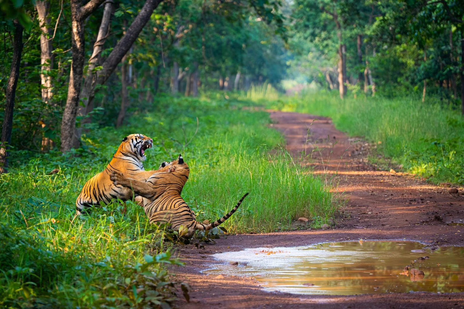 Navegaon Buffer Safari Zone