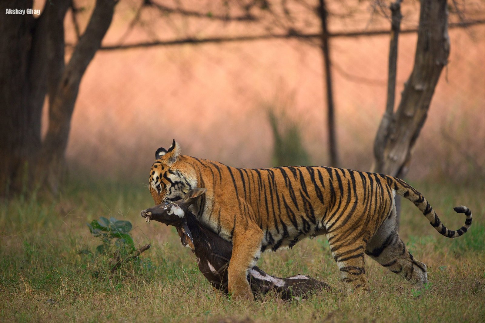 The Land of Iconic Tigress Maya
