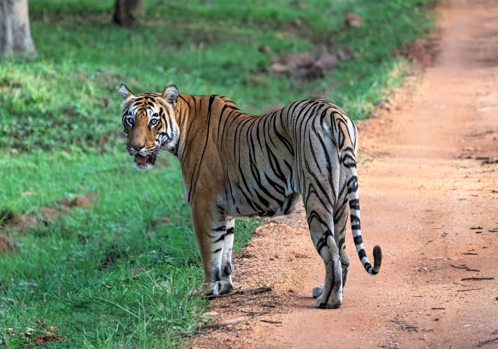 The Grasslands of Navegaon and the Lakes of Tadoba