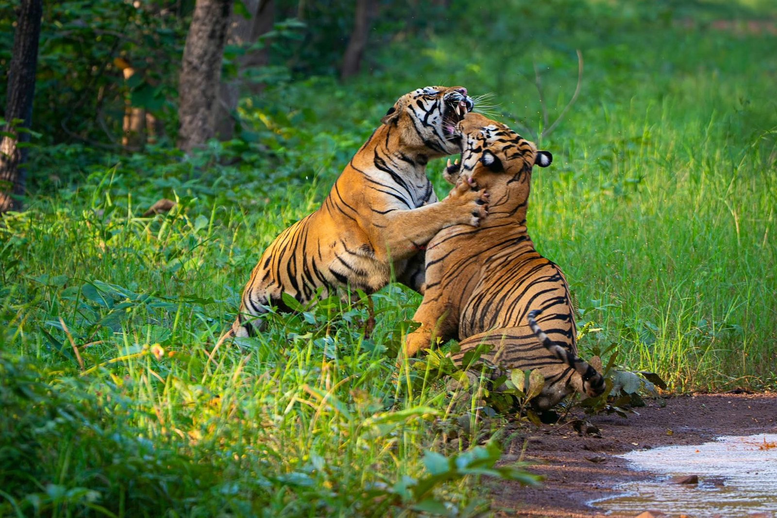 Navegaon Core & Buffer Safari