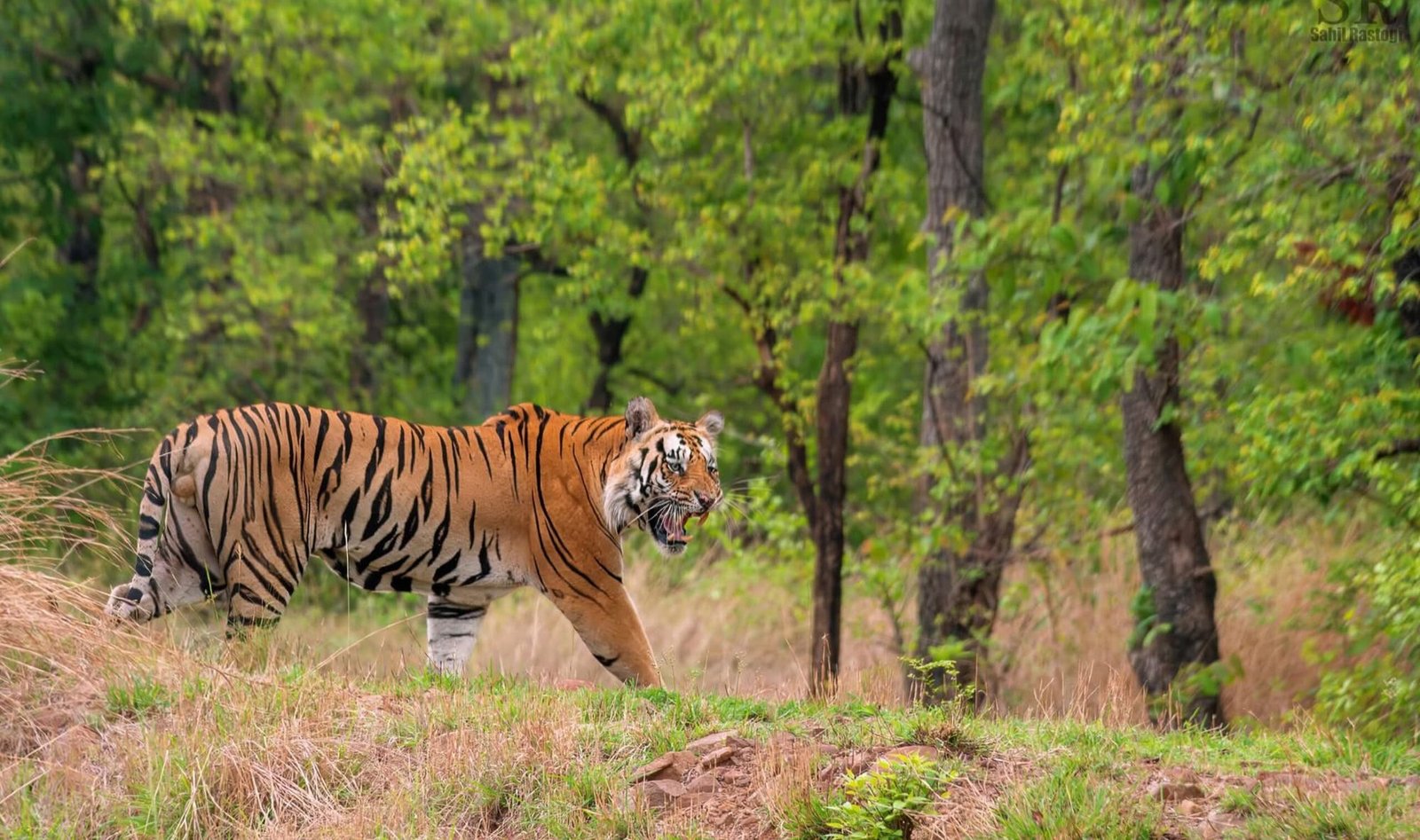 Navegaon Buffer Photography Tour — The Untamed Side of Tadoba
