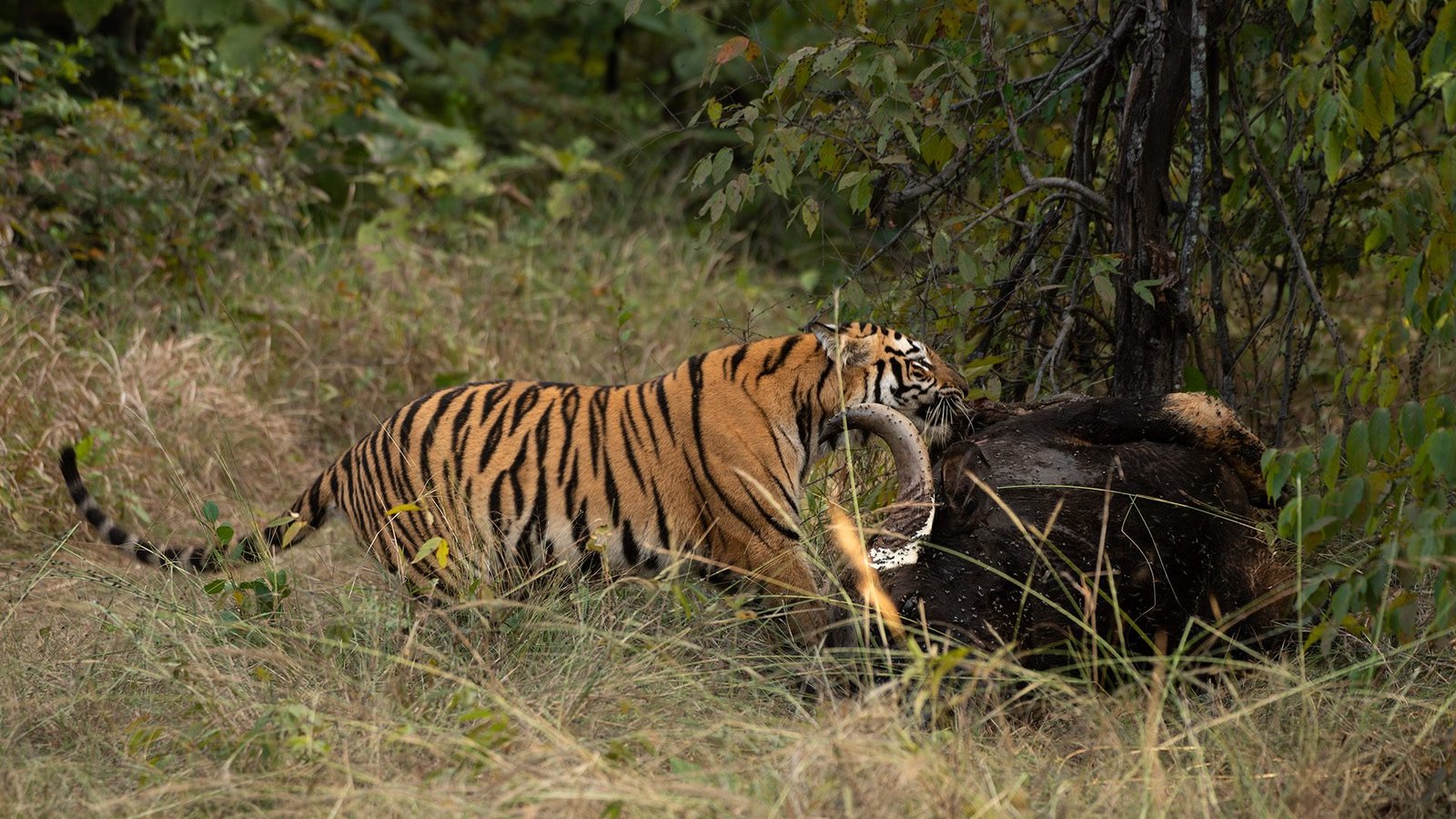 Navegaon & the Shedegaon Territorial — Deadly Combo of the Mighty Beasts