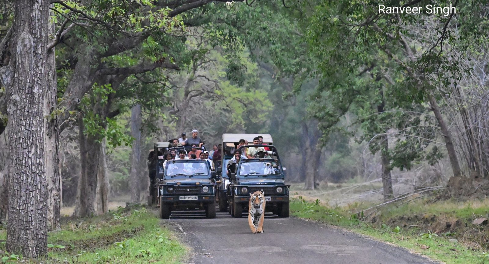 Tadoba Moharli Range — Land of Bamboo Canopies & the Mesmerising Teliya Lake — view 7