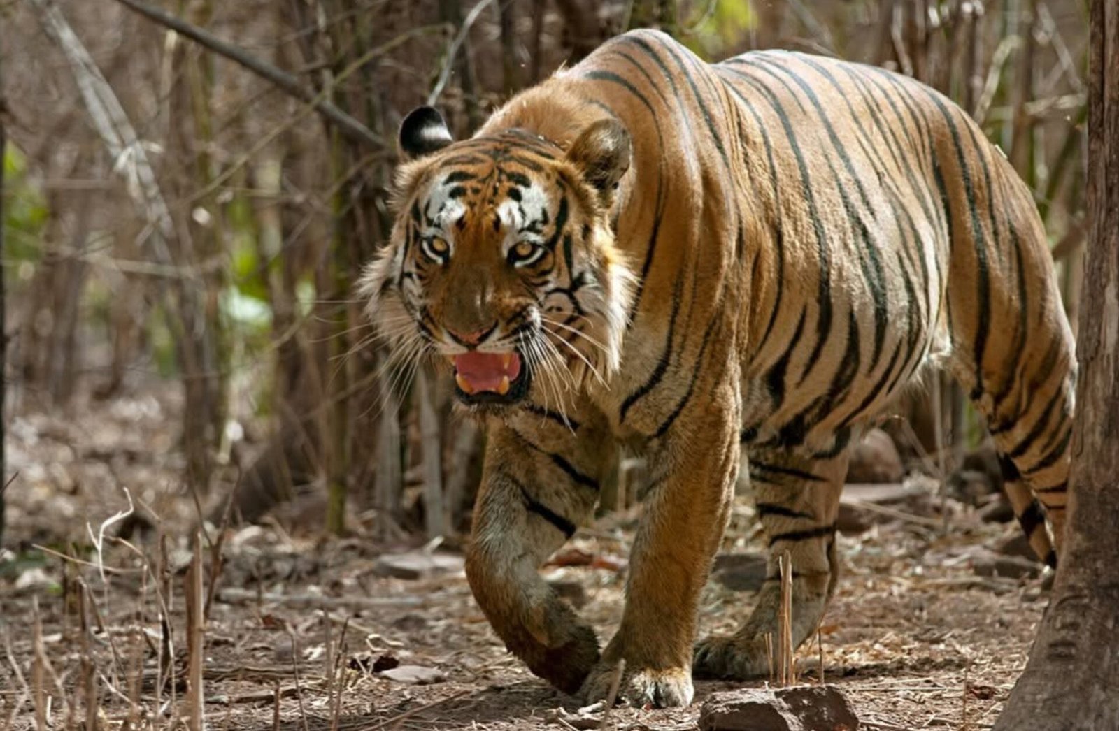 Tadoba Kolsa Range — The Land of the Biggest Tigers of Tadoba