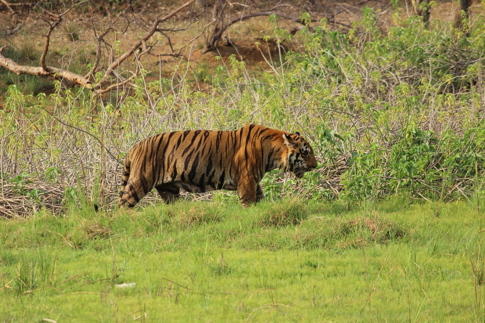 Moharli Buffer Safari Zone